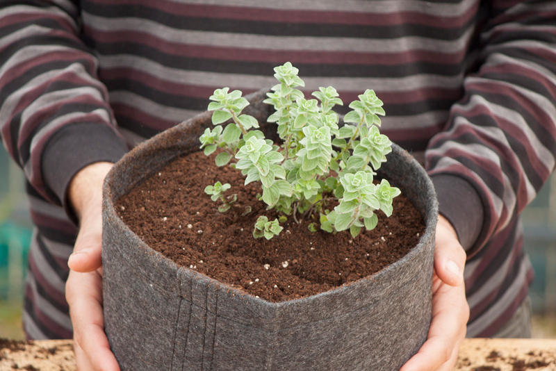 Για ποιο λόγο πρέπει να φυτέψεις ρίγανη στο μπαλκόνι σου;