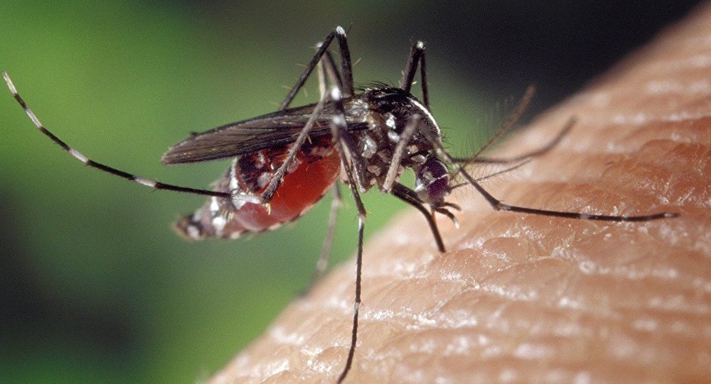 Ποιες ώρες είναι πιο επικίνδυνα τα κουνούπια που μεταδίδουν τον ιό του Νείλου;