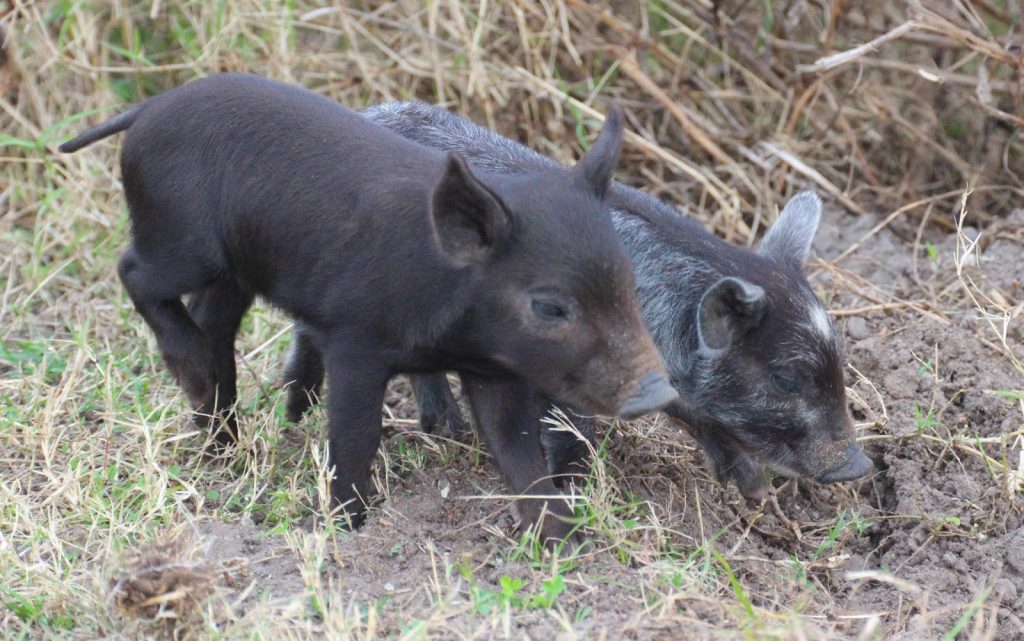 Αγριογούρουνα εμφανίστηκαν μέρα μεσημέρι στους Θρακομακεδόνες