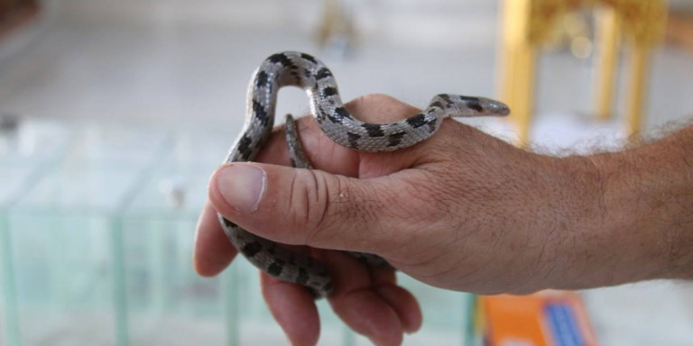 Κεφαλονιά: Εμφανίστηκαν και φέτος τα φιδάκια της Παναγίας (φωτο)