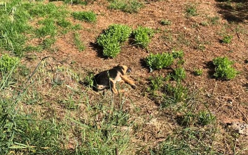 Συνελήφθη 45χρονος για φόλες στον Άγιο Νικόλαο Κρήτης