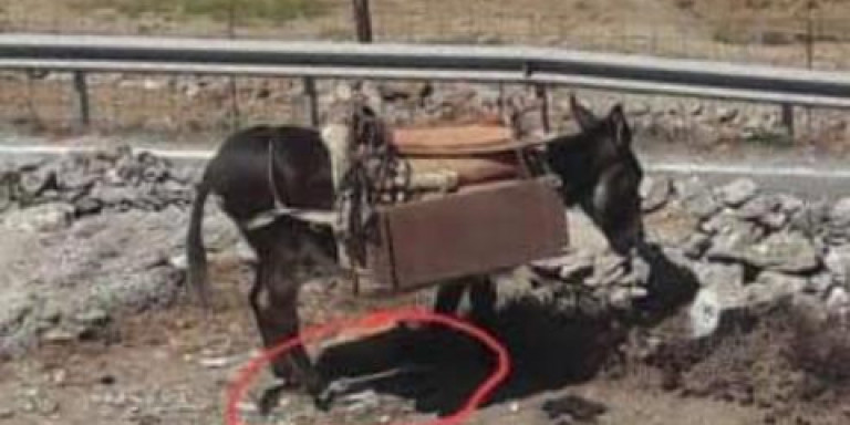 Αμοργός: Καταγγελία για κακοποιημένο γαϊδουράκι – Φορτωμένο με δεμένα πόδια (βίντεο)