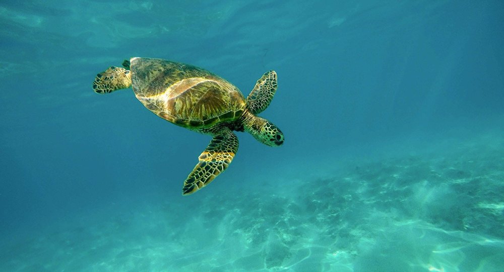 Μάνη: Χελώνες δαγκώνουν λουόμενους – Πάνω από 40 κρούσματα