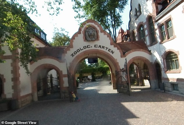 «Πανικός» σε ζωολογικό κήπο στη Γερμανία: Λιονταρίνα κατασπάραξε τα νεογέννητα παιδιά της μπροστά στον κόσμο