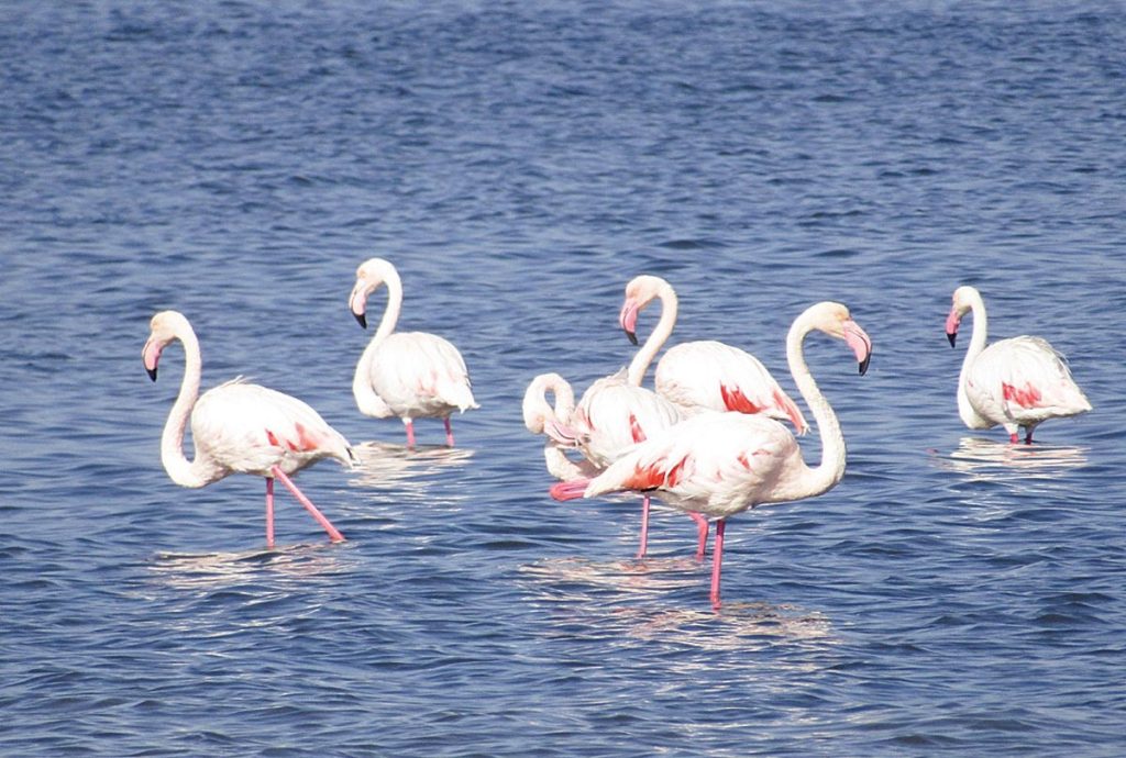 Το Ναύπλιο γέμισε με… δεκάδες φλαμίνγκο – Τι γυρεύουν εκεί; (φωτο)