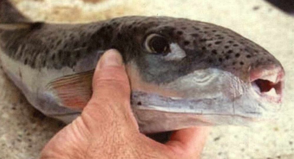 Θα επικηρύξουν τον λαγοκέφαλο – Το επικίνδυνο ψάρι με τα δόντια σαν τανάλια