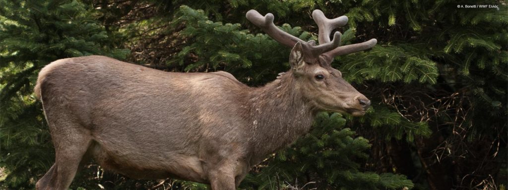 Ελάφι καλυμμένο με τεράστιους όγκους στη Μινεσότα έγινε viral – Δείτε πως είναι (φωτο)