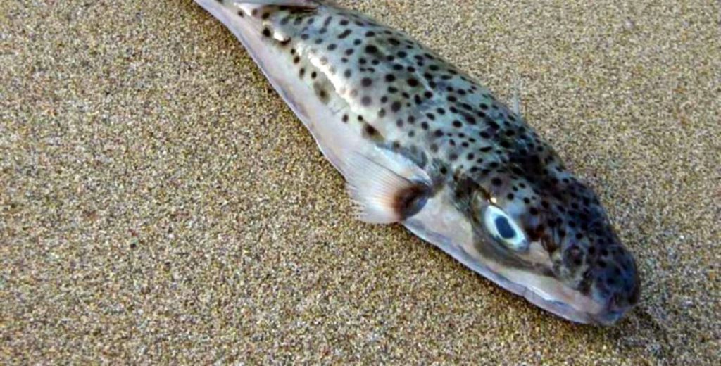 Λαγοκέφαλος: Πότε γίνεται επιθετικός, ποια είναι τα τρία είδη και τι ισχύει με την κατανάλωσή του (βίντεο)