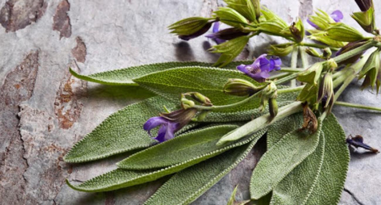 Επτά θαυματουργές ιδιότητες του φασκόμηλου στον ανθρώπινο οργανισμό