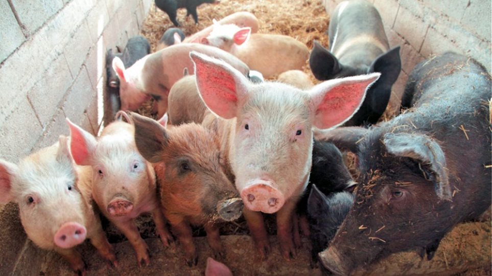 Σερβία: Κρούσματα αφρικανικής πανώλης