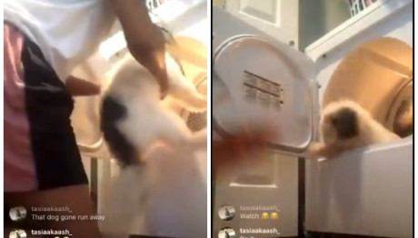 Έβαλε τον σκύλο της στο στεγνωτήριο και γέλαγε υστερικά όταν το έβαλε σε λειτουργία (βίντεο)