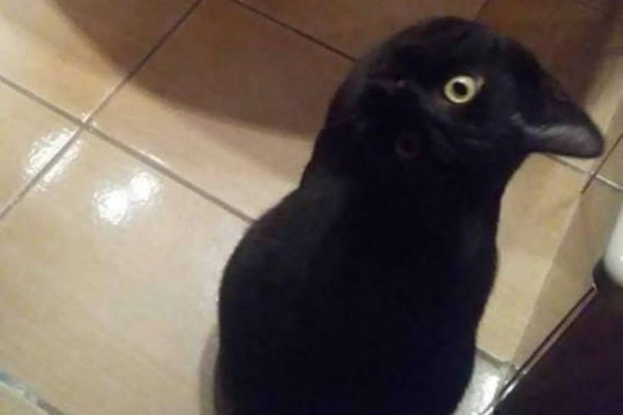 Εσείς τι βλέπετε στη φωτογραφία; – Μία γάτα, ένα πουλί ή ένα κουνέλι; (φωτο)