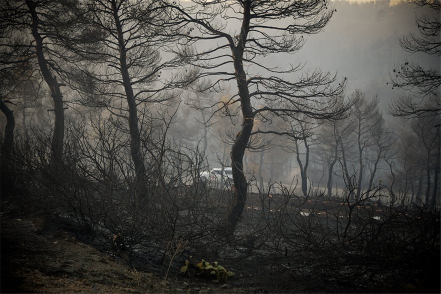 Φωτιά στην Εύβοια: Κρανίου τόπος το δάσος Natura που κάηκε (φωτο)