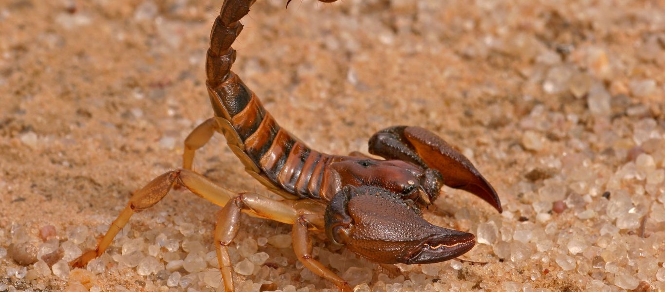 Δείτε τι πρέπει να κάνετε αν σας τσιμπήσει σκορπιός, σφήκα, μέλισσα ή φίδι