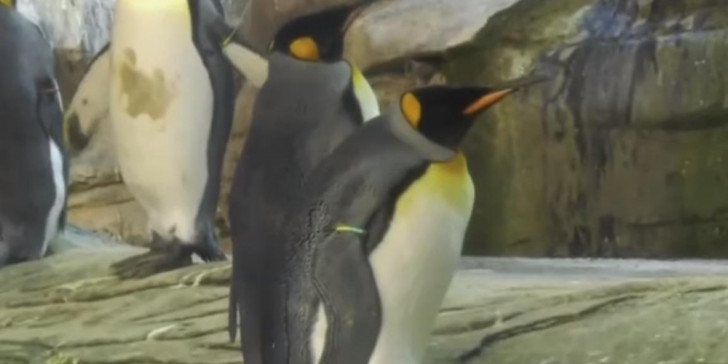 Ομοφυλόφιλοι πιγκουίνοι κλωσούν αυγό σε ζωολογικό κήπο του Βερολίνου (βίντεο)
