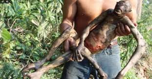 Περίεργα πλάσματα που έχουν βρεθεί στον Αμαζόνιο (βίντεο)