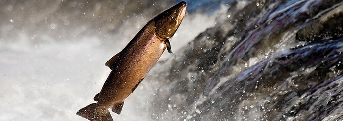 Αλάσκα: Φαινόμενο με νεκρούς σολωμούς – Γιατί πεθαίνουν τα ψάρια