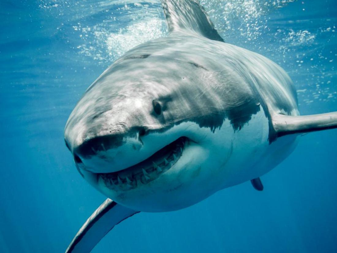 Πόσο επικίνδυνοι είναι οι καρχαρίες που βρίσκονται στις ελληνικές θάλασσες; (βίντεο)