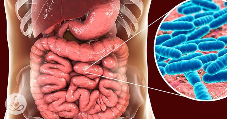 Πως βοηθούν τα βακτήρια τον οργανισμό μας;