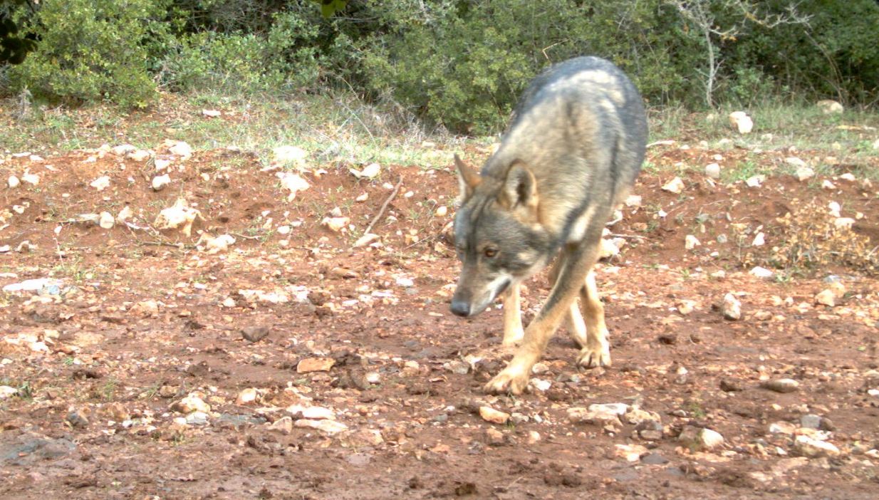 Μελέτη εφιστά την προσοχή: Οι λύκοι της Πάρνηθας μετατρέπονται σε απειλή για τα ελάφια