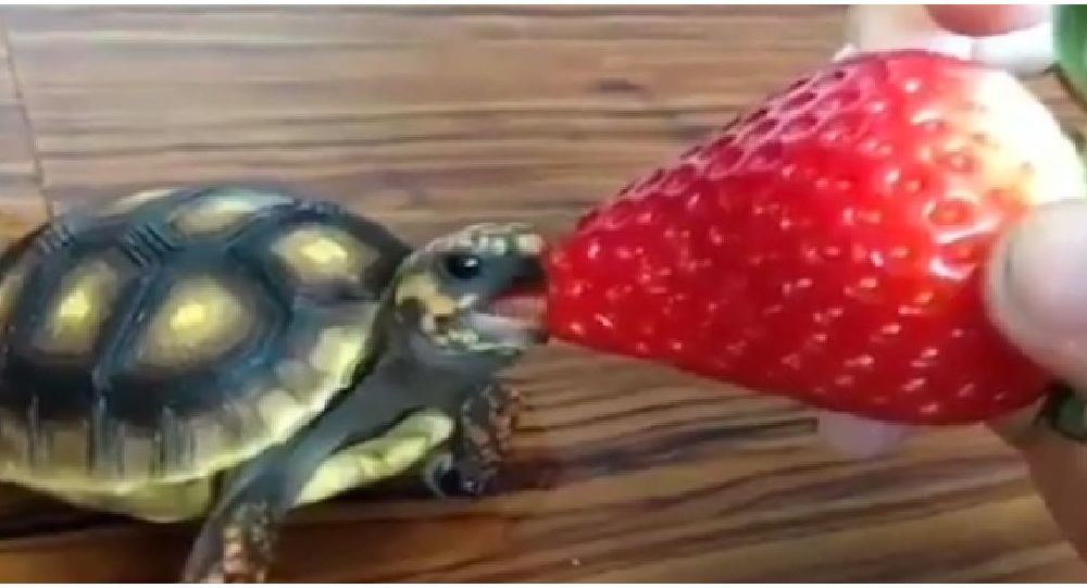 Χελωνάκι κατοικίδιο τρώει φράουλα (βίντεο)