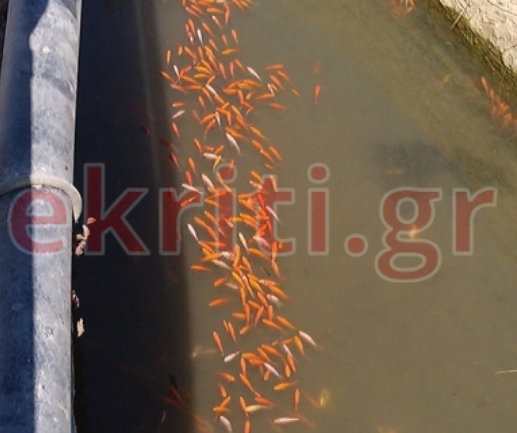 Κρήτη: Τι συμβαίνει με τα νεκρά ψάρια στο Φράγμα Αποσελέμη