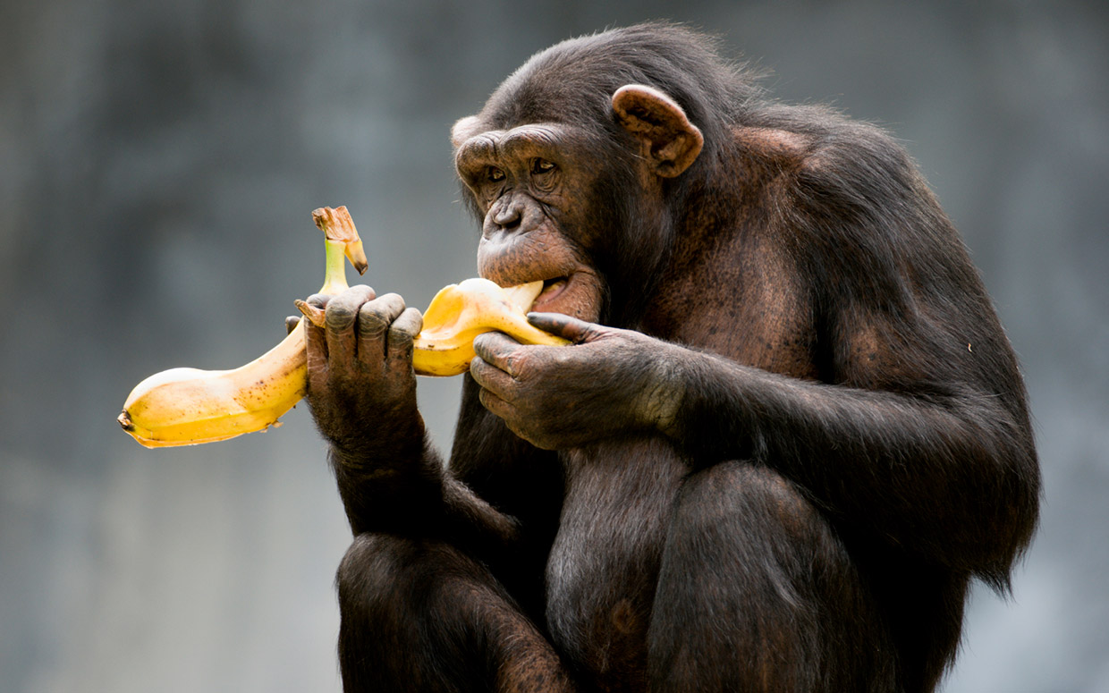 Ολόκληρος… «ζωολογικός κήπος» εντοπίστηκε στο τελωνείο: 29.720 ρολόγια & 180.600 αναπτήρες «μαϊμούδες»