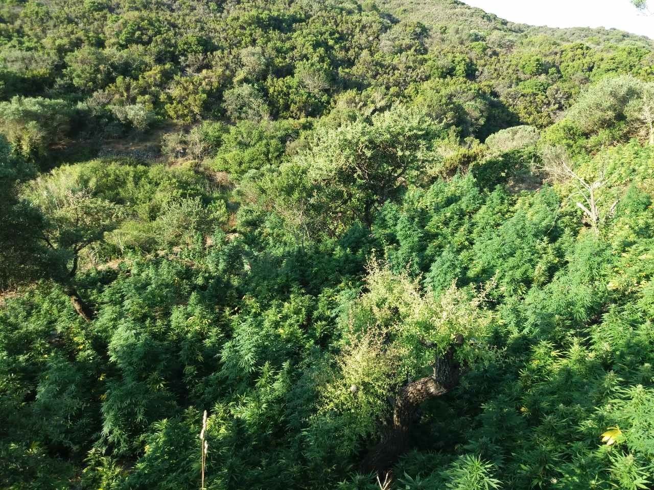 Σε εξέλιξη μεγάλη επιχείρηση της ΕΛ.ΑΣ.: Εντοπίστηκε «δάσος» από 1.600 δενδρύλλια χασίς στην Αμφίκλεια!