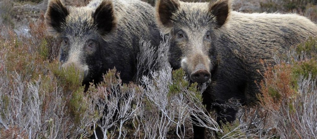 Αγριογούρουνο πυροβολείται και συνεχίζει… απτόητο την επίθεσή του στον κυνηγό! (βίντεο)