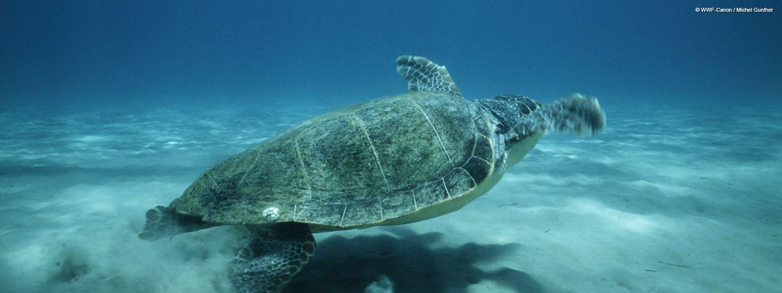 Νεκρή χελώνα καρέτα-καρέτα ξεβράστηκε στις ακτές της Φθιώτιδας
