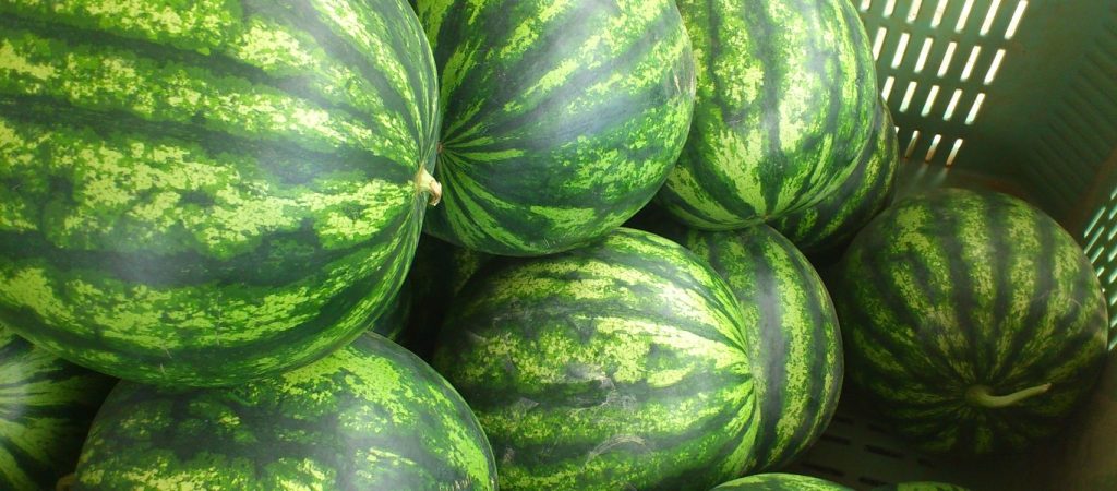 Δέσμευσαν 28 τόνους ακατάλληλα καρπούζια από του Ρέντη