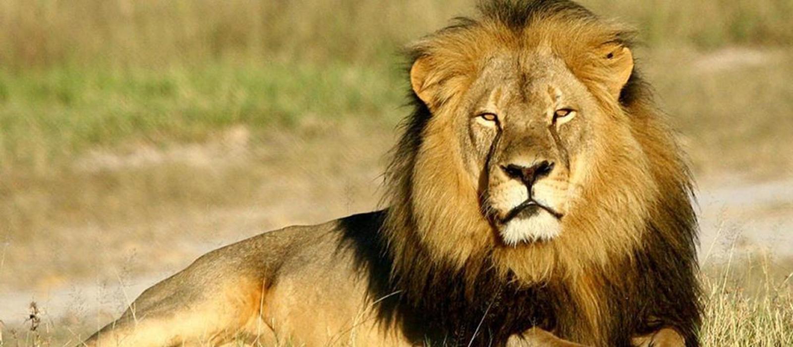 Νότια Αφρική: Φρικτό θάνατο βρήκε ένας 70χρονος – Τον κατασπάραξαν τα λιοντάρια που κρατούσε αιχμάλωτα (φωτο)