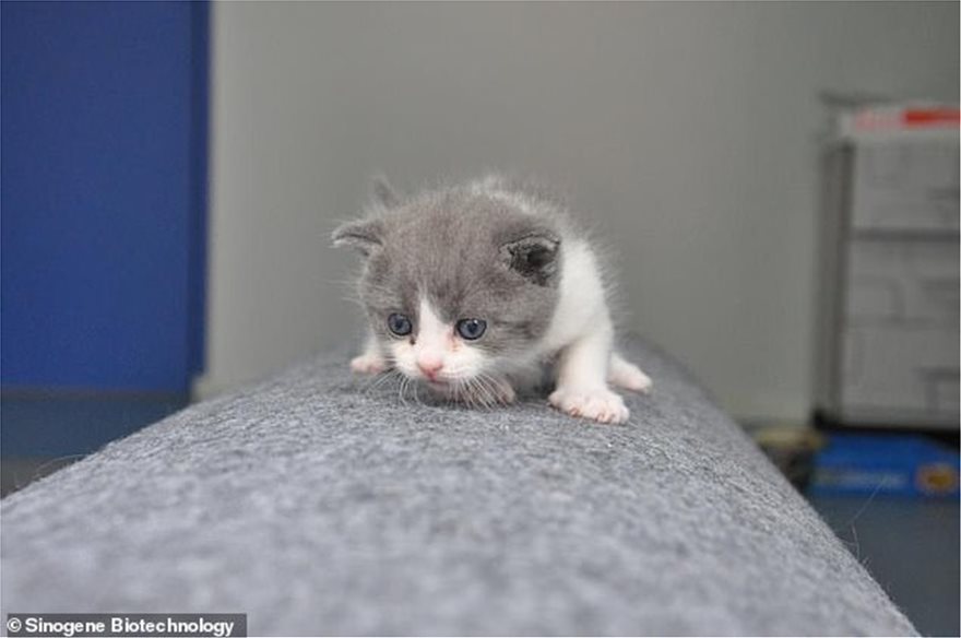 Κίνα: Εταιρεία κλωνοποιεί γάτες και σκύλους έναντι 54.000 δολαρίων