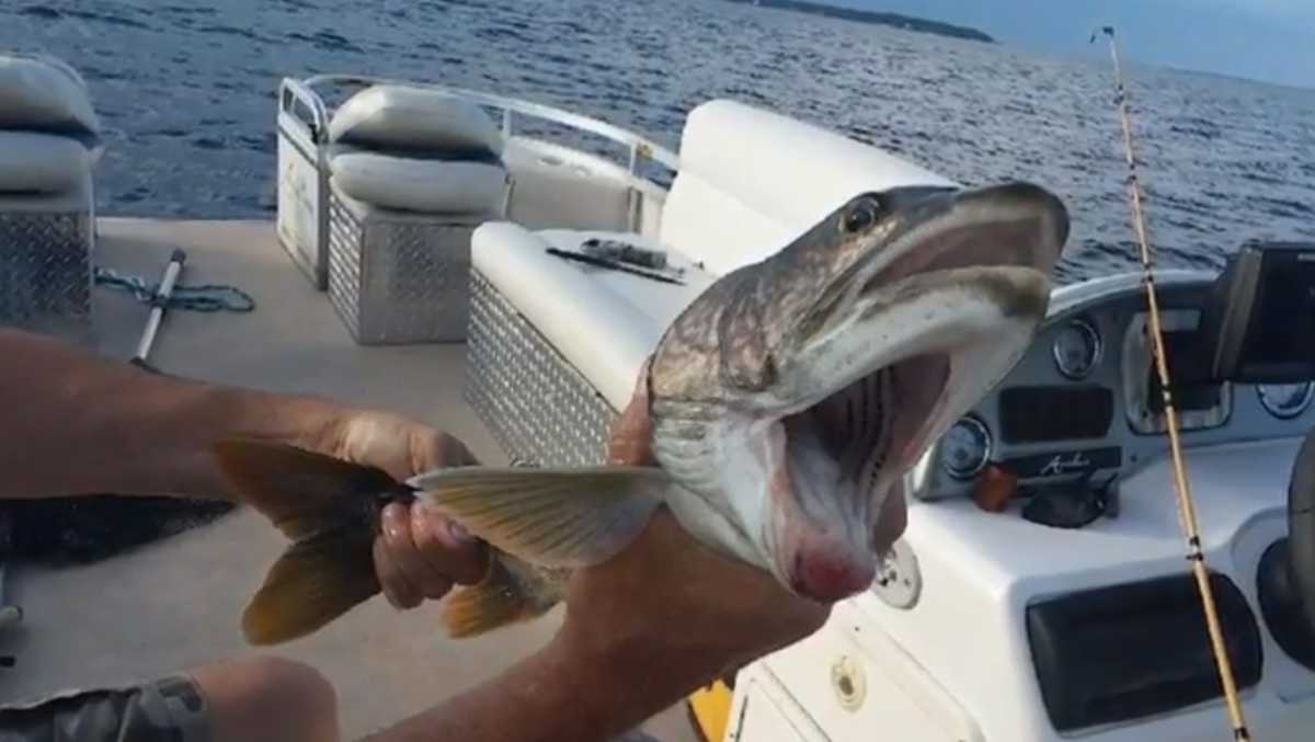 Βίντεο: Βγήκε για ψάρεμα & τους άφησε άφωνους – Εβγαλε ψάρι με δύο στόματα