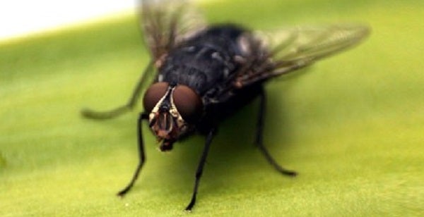 Πως αποφεύγεις τα έντομα χωρίς χημικές ουσίες