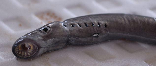 Πρωτοφανές: Γυναίκα έπιασε μεταλλαγμένο ψάρι (βίντεο)