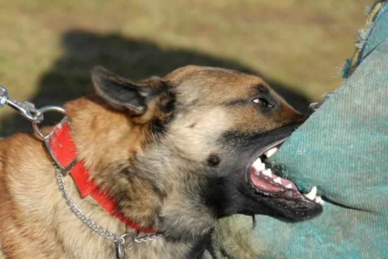 Επίθεση σκύλου σε 11χρονο αγόρι – Το παιδί βρίσκεται στο Παίδων Αγλαΐα Κυριακού (βίντεο)