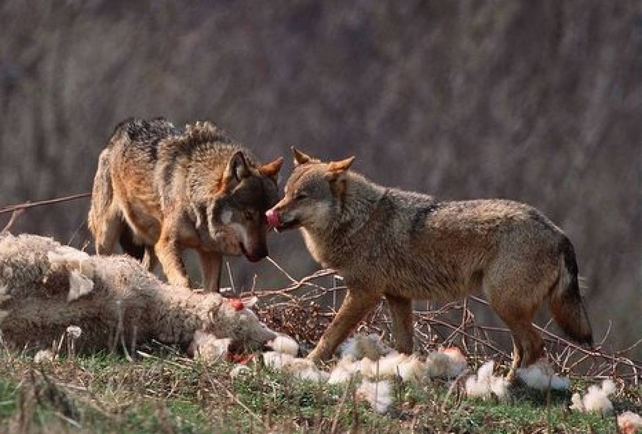 Κοπάδι λύκων κατέβηκε στο Πήλιο – Σε απόγνωση οι κάτοικοι