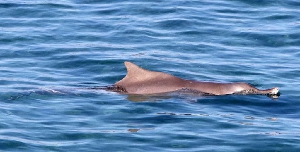 Χαλκιδική: Εντοίστηκε δελφίνι σε κατάσταση αποσύνθεσης (φωτο)