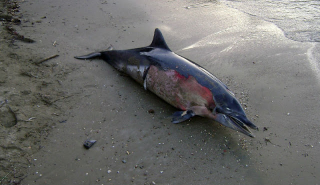 Χαλκιδική: Βρέθηκε νεκρό δελφίνι σε αποσύνθεση