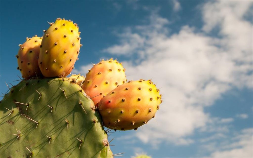 Φραγκόσυκα: 13 πράγματα που πρέπει οπωσδήποτε να μάθετε!