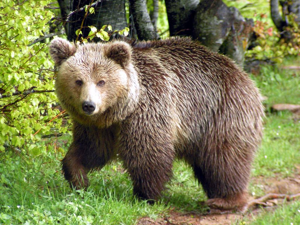Ρωσία: 5χρονο κορίτσι χάθηκε σε δάσος με αρκούδες – Το βρήκαν ζωντανό μετά από τρεις μέρες