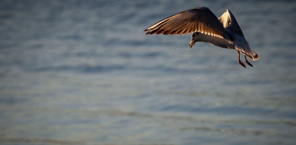 Απίθανο περιστατικό: Γλάρος άρπαξε σακουλάκι κάνναβης και έσωσε νεαρό από τη σύλληψη
