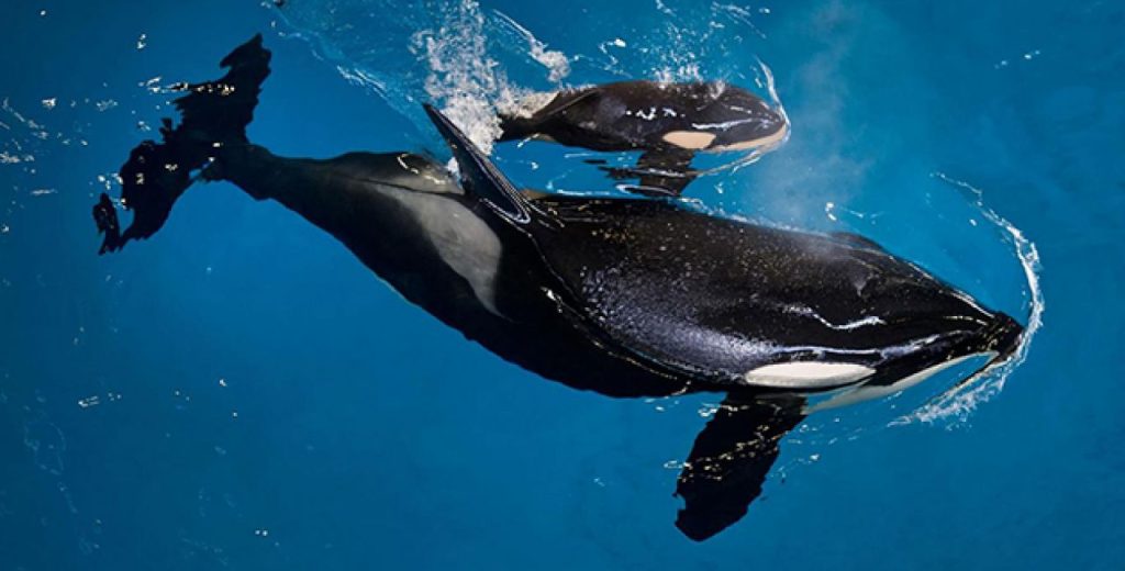 Απελευθερώθηκαν στη Ρωσία οι τελευταίες όρκες