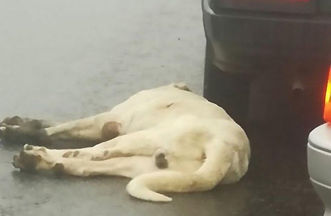 Βίντεο: Σκύλος καταρρέει καθώς τον σέρνουν με λουρί από… αυτοκίνητο!