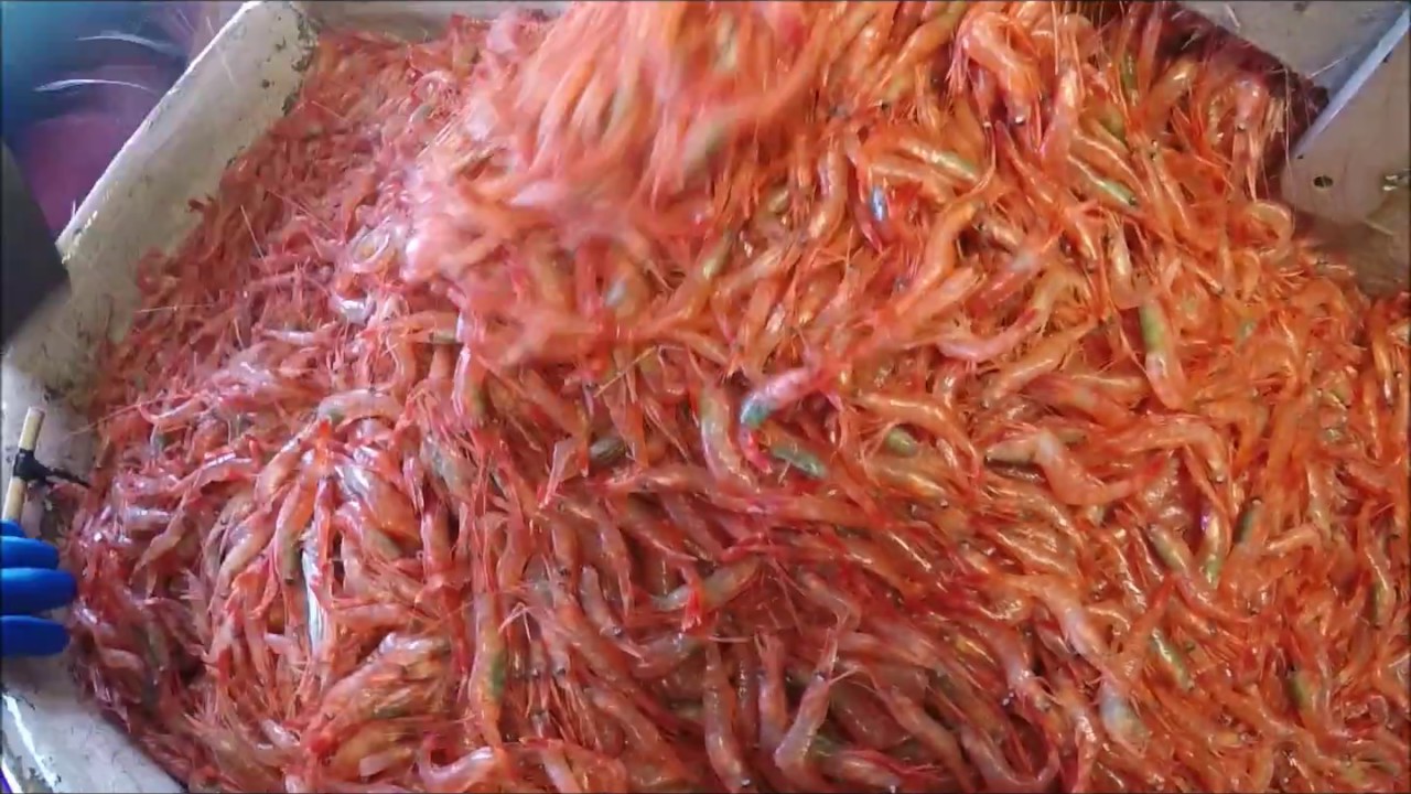 Ψάρεμα γαρίδας… Σήκωσαν τα δίχτυα τους και δεν πίστευαν στα μάτια τους (βίντεο)