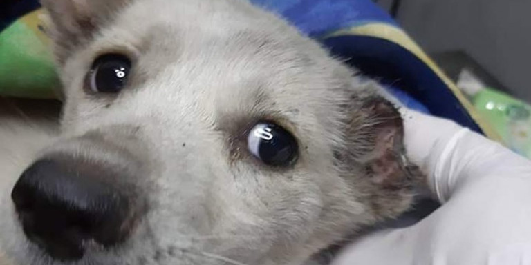 Οργή: Σκυλί στην Ξάνθη βρέθηκε ακρωτηριασμένο και με μαχαιριές στο σώμα του