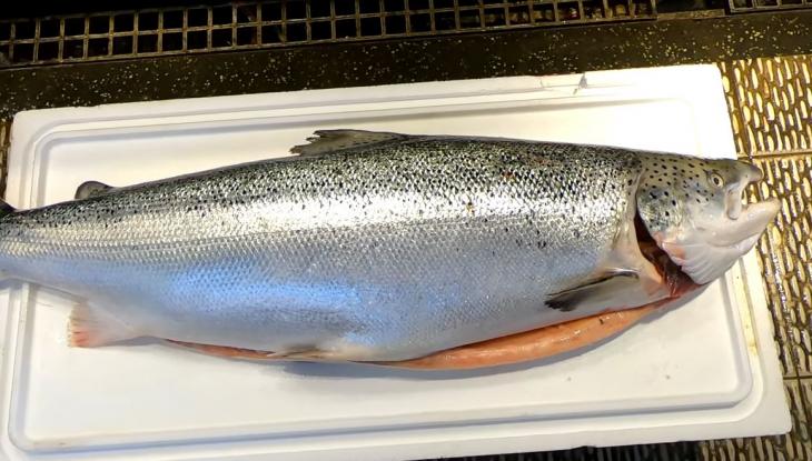 Παίρνει έναν τεράστιο σολομό και αρχίζει το φιλετάρισμα! Δείτε καρέ – καρέ τη διαδικασία