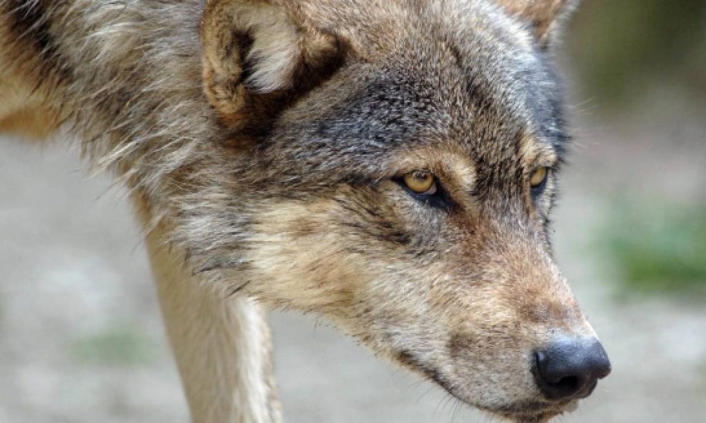 Γιατί λέμε «σώθηκε από το στόμα του λύκου»;