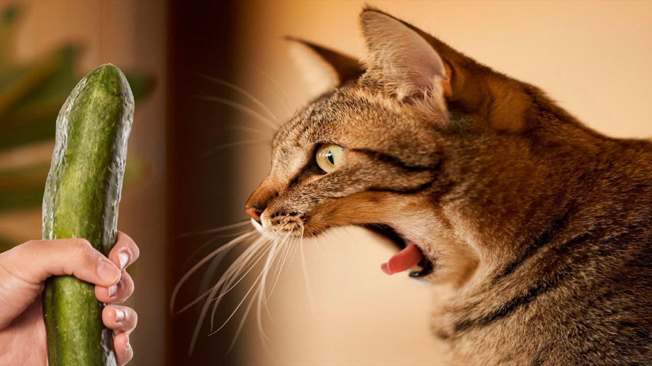 Εσύ το ήξερες; – Αυτός είναι ο λόγος που οι γάτες φοβούνται στα αγγούρια (βίντεο)